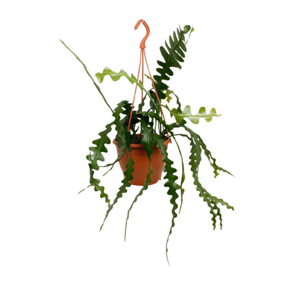 Fischgrätenkaktus – Epiphyllum anguliger – Zimmerpflanze - 35 cm – Ø17 cm – Hängepflanze mit gezackten Blättern – Exotisch & pflegeleicht 