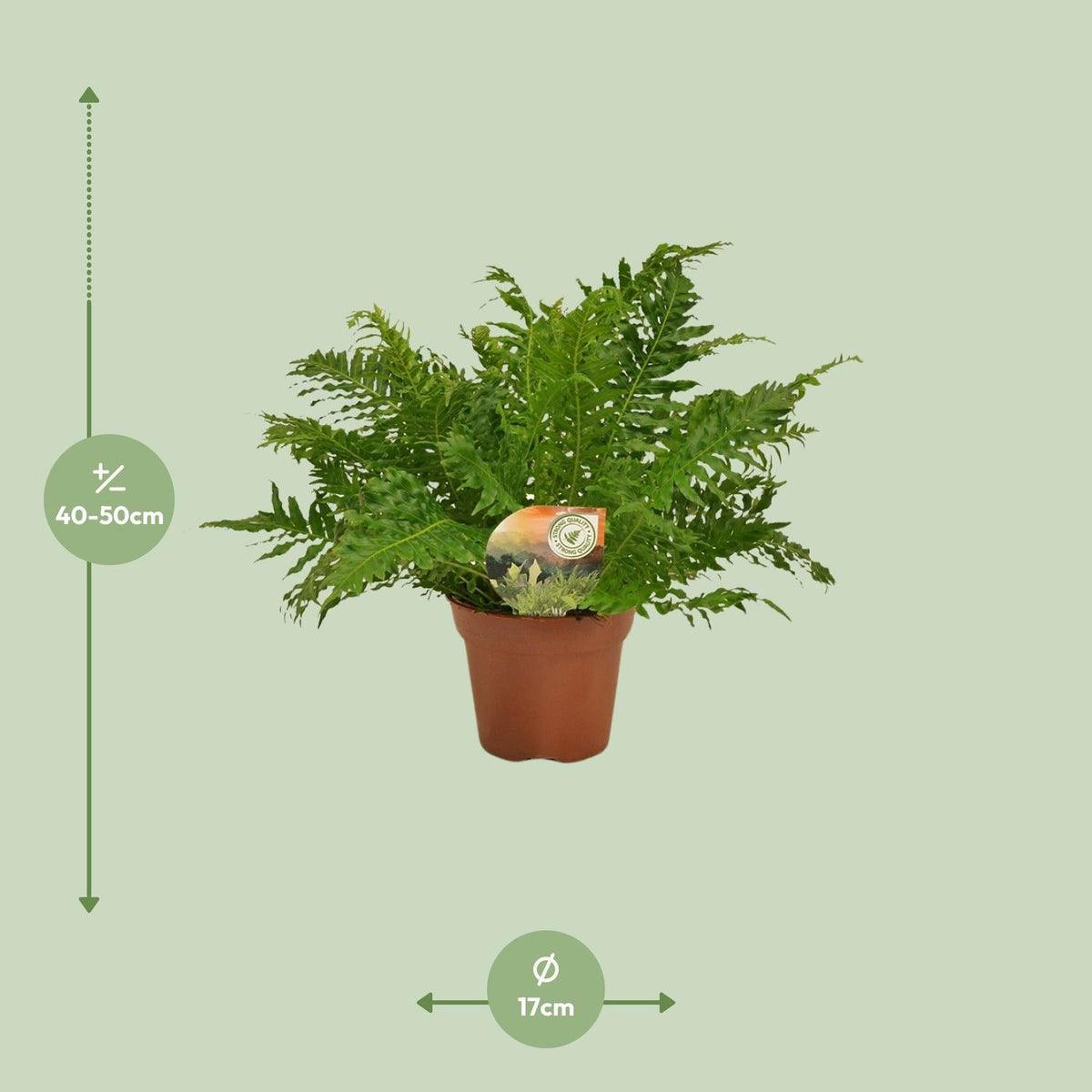 Zwerg-Baumfarn – Blechnum Silver Lady – Zimmerpflanze – Ø17 cm – ↕50 cm – Pflegeleicht – Silbergrüne Wedel – Luftreinigend 