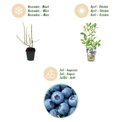Blaubeere Vaccinium corymbosum Bluegold winterhart 3 Pflanzen Ø9cm Höhe 30cm – Aromatische Heidelbeere für Garten Balkon & Terrasse 