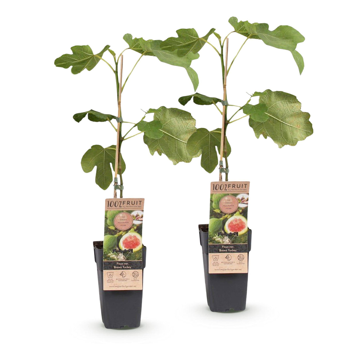 Green boutiQ - Fruit plant - Ficus carica Brown Turkey - Fig tree - Hardy - Green - Purple Fruit - 2 Plants - Pot 15cm - Height 50cm 