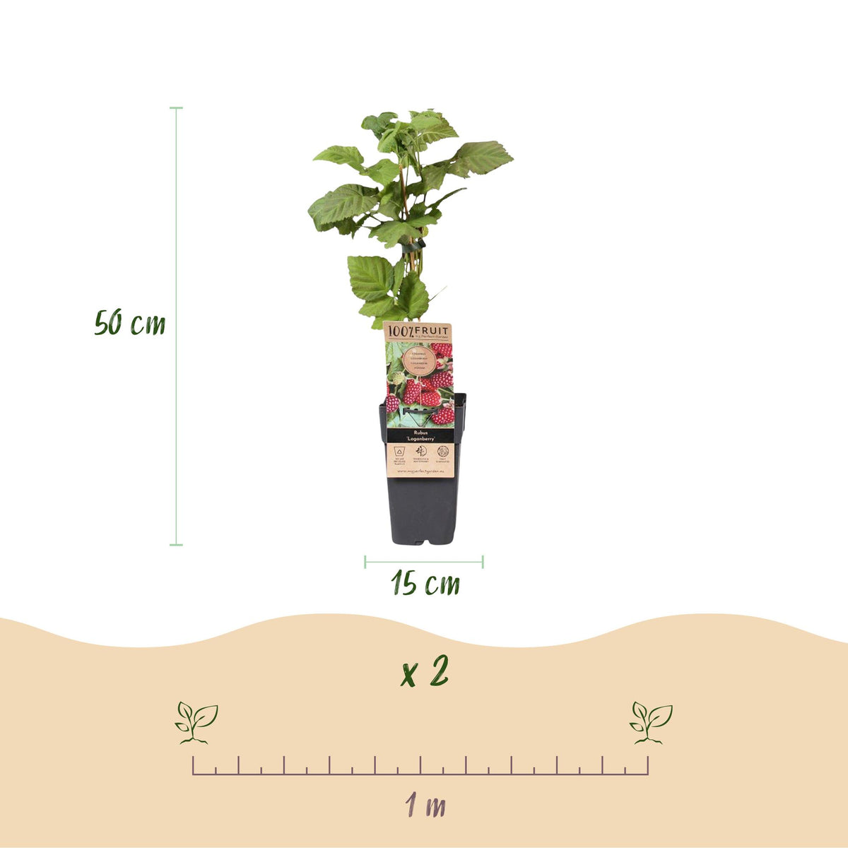 Green boutiQ - Fruit Plant - Rubus Thornless Loganberry - Thornless Raspberry - Hardy - Red Fruit - 2 Plants - Pot 15cm - Height 50cm 