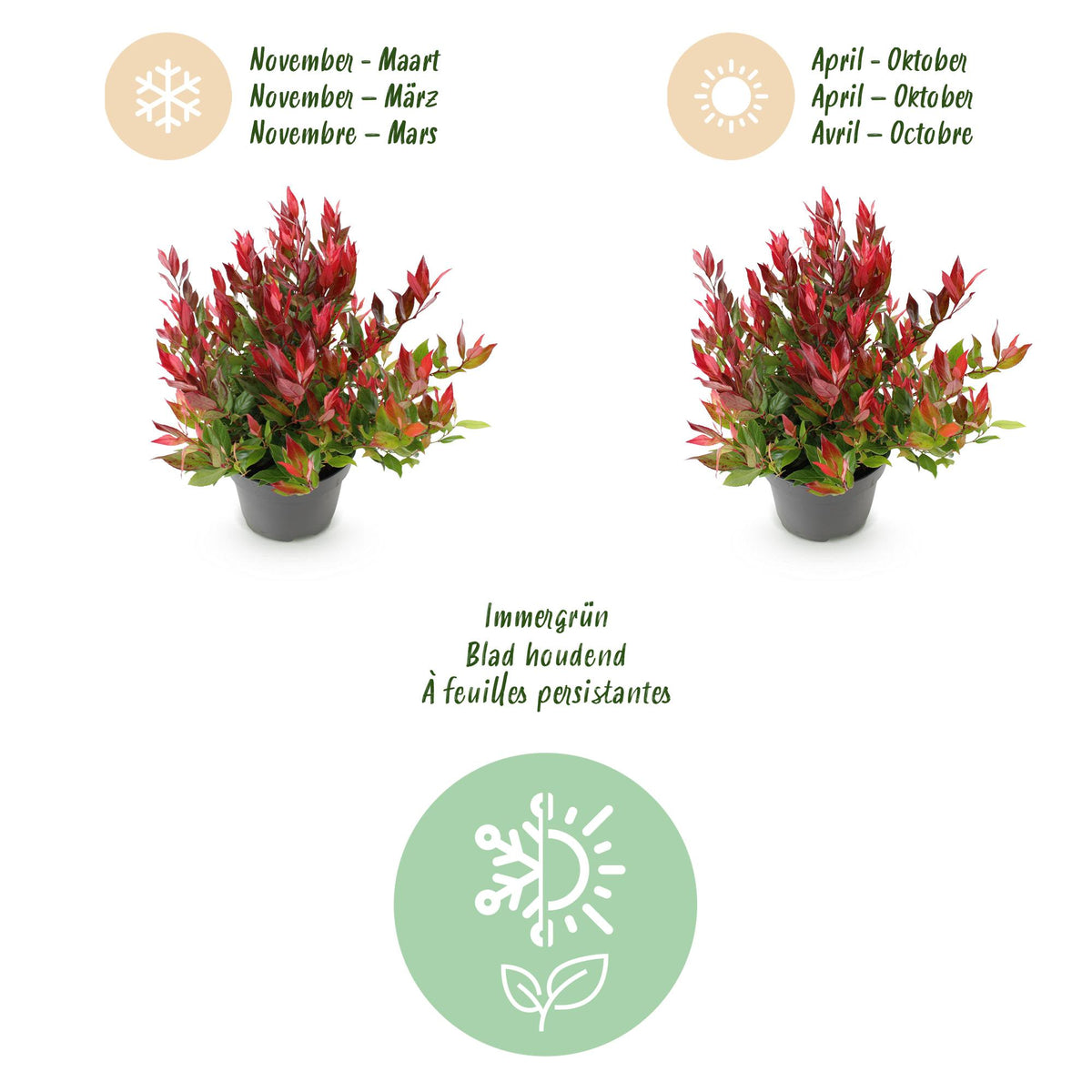 GreenboutiQ - Gartenpflanze - Leucothoe Little Flame - Rot - 1 Pflanze - Immergrün - Wenig Pflege - Topf 17cm Höhe 40cm 