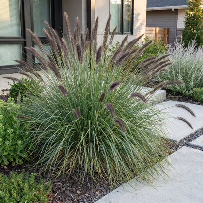 Lampenputzergras 'Black Beauty' – Pennisetum alopecuroides 'Black Beauty' – Topf Ø11cm – Ansicht 6
