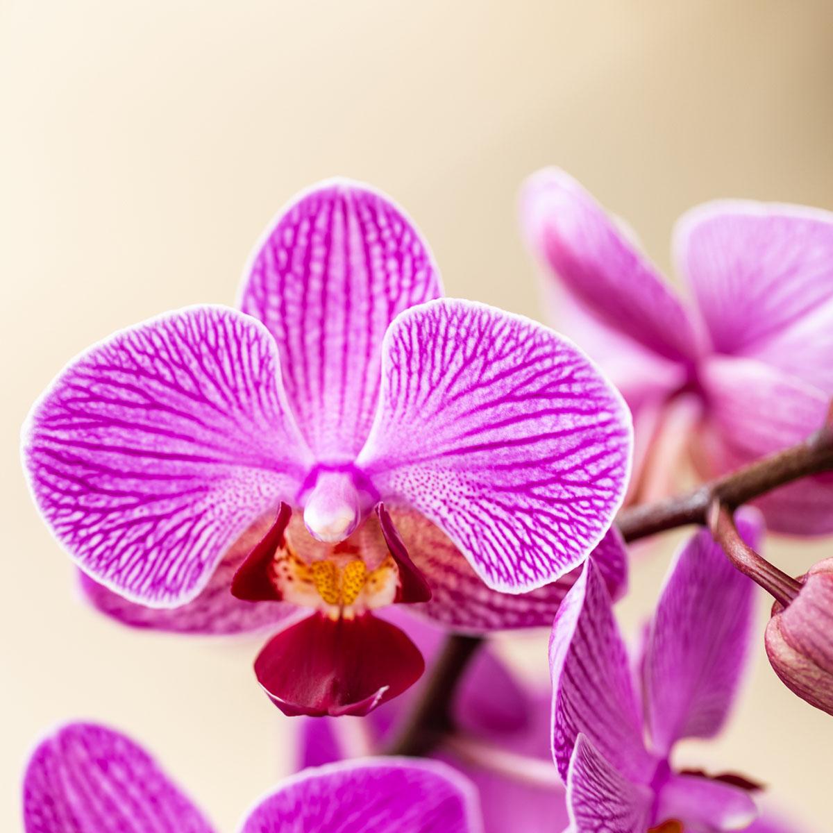 Orchideen Überraschungsbox – 2 Orchideen 9 cm, Pflanzen-Vorteilsbox, frische Lieferung direkt vom Züchter 