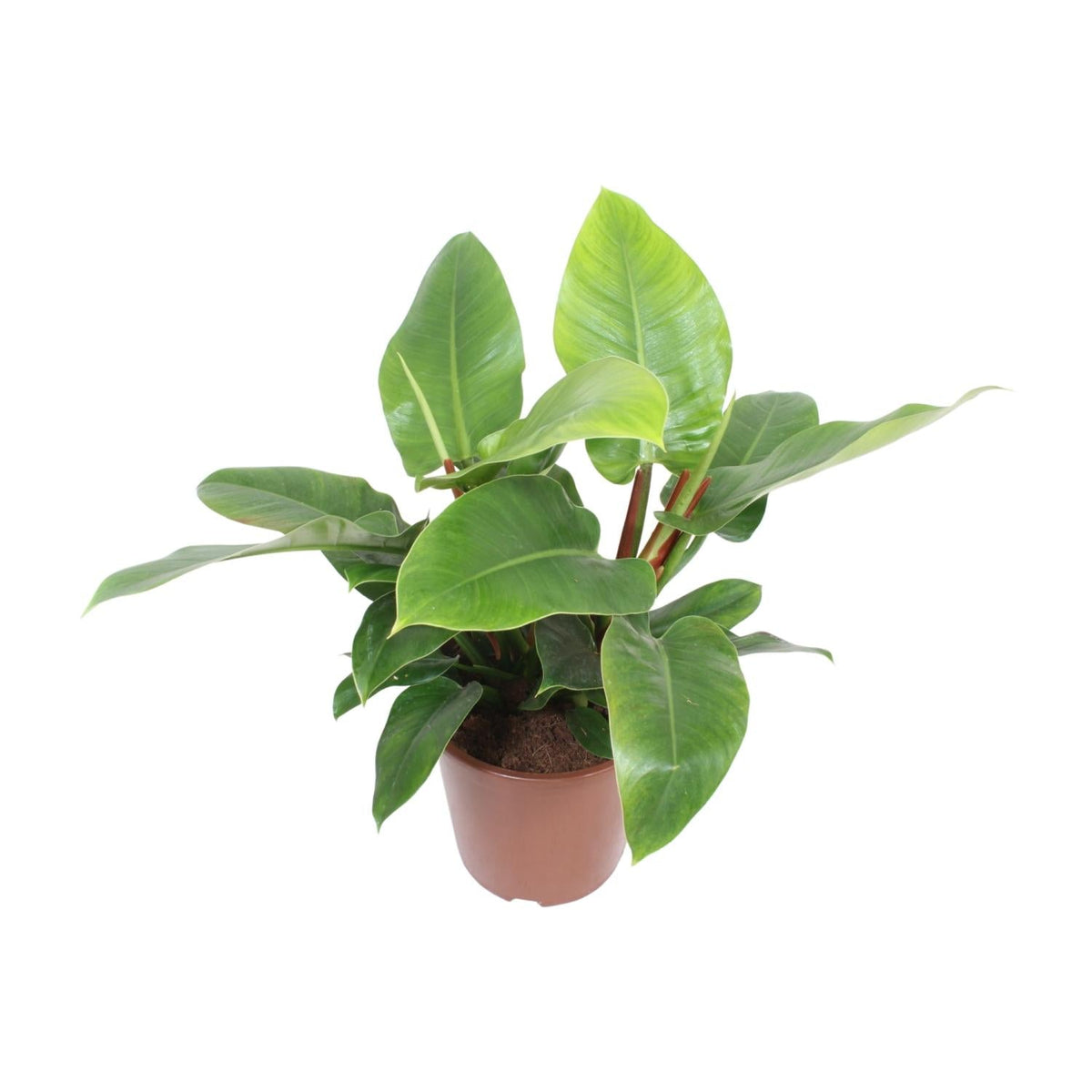 Philodendron Imperial Green - Ø27cm - ↕80cm 