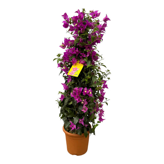 Drillingsblume - Bougainvillea Pyramide - 90 cm - Ø21cm 