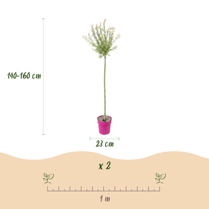 Flamingo-Weide – Salix 'Flamingo' – Topf Ø23cm – Höhe 140-160cm
