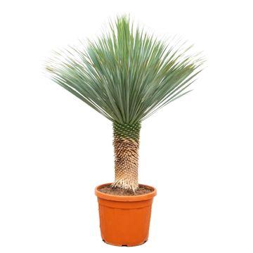 Palmlilie Yucca Rostrata – Zimmerpflanze 170cm – Ø55cm – Winterhart – Pflegeleichte, exotische Solitärpflanze 