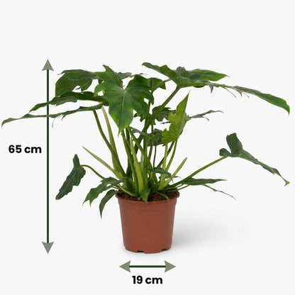 Green boutiQ - Zimmerpflanze - Philodendron - Philodendron Lacerum - Grün - Pflegeleicht - 1 Pflanze - Topf 19cm - Höhe 65cm 