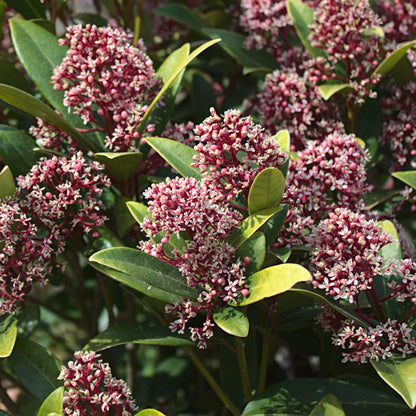 GreenboutiQ - Terrassenpflanze - Skimmia japonica Rubella - Blüte Rot - 10+ Blumen - 2 Pflanzen - Winterhart - Topf 10,5cm Höhe 25cm 