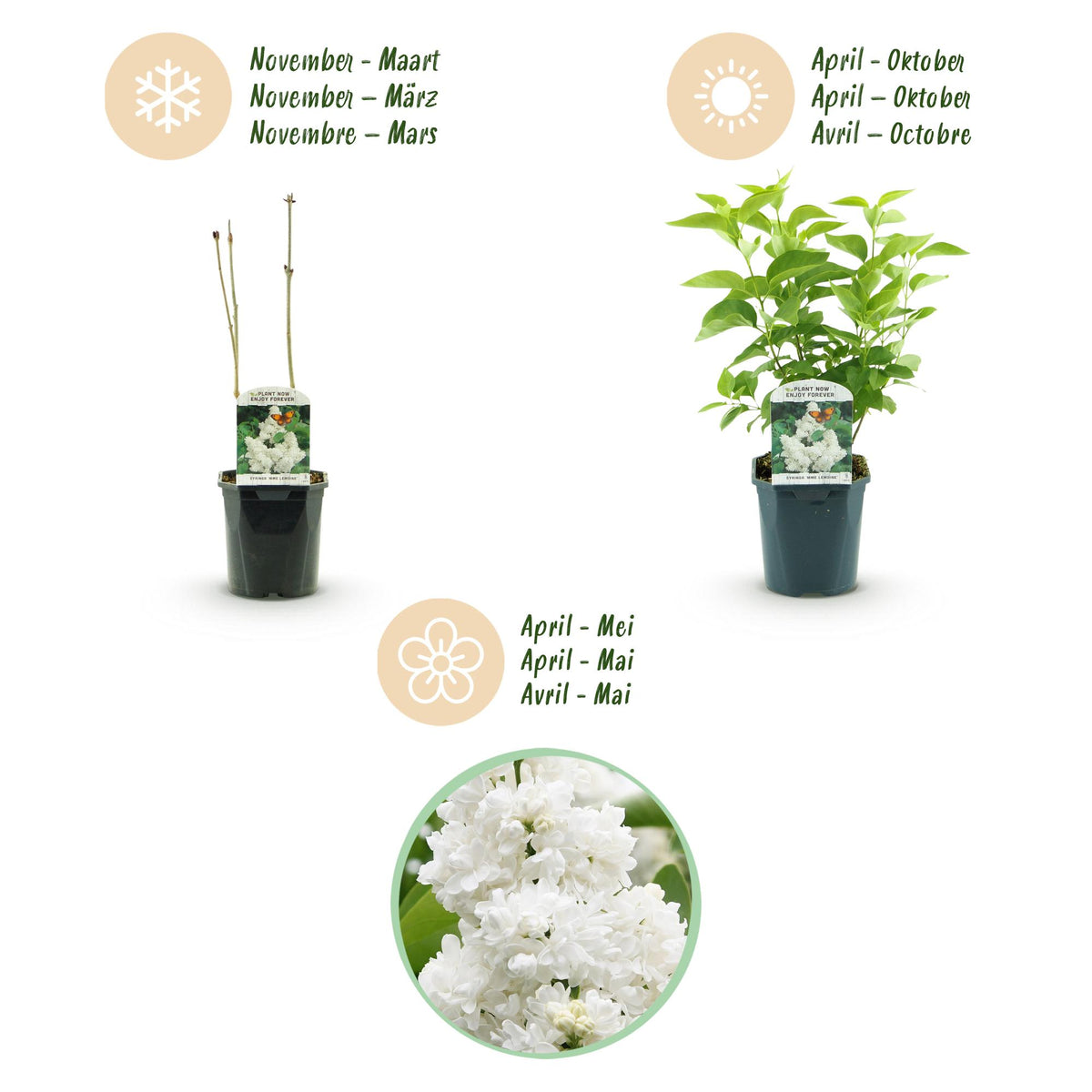 Green boutiQ - Garden Plant - Syringa vulgaris Mme Lemoine - Common Lilac - Hardy - White - 1 Plant - Pot 17cm - Height 45cm 