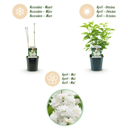 Green boutiQ - Garden Plant - Syringa vulgaris Mme Lemoine - Common Lilac - Hardy - White - 1 Plant - Pot 17cm - Height 45cm 