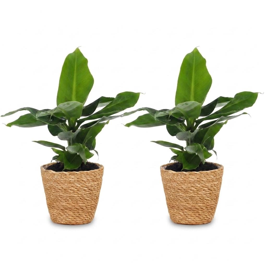 Orientalische Zwergbanane – Musa 'Oriental Dwarf' – 2 Pflanzen – Topf Ø12cm – Höhe 30cm – mit Seegraskorb – Ansicht 2