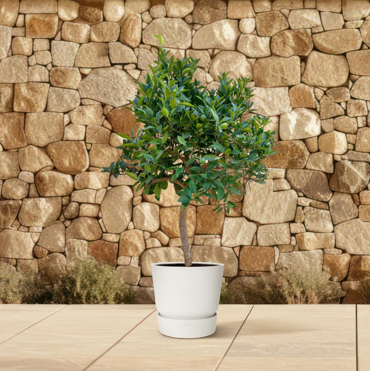 Sinaasappelboom - 200 cm - ø40 