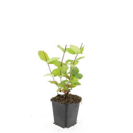 Hypericum inodorum 'Beauty' – 24 Pflanzen – ↕10-25cm – Ø9cm – Johanniskraut-Strauch – Goldgelbe Sommerblüten – Winterhart & pflegeleicht – Für Sonne & Halbschatten 