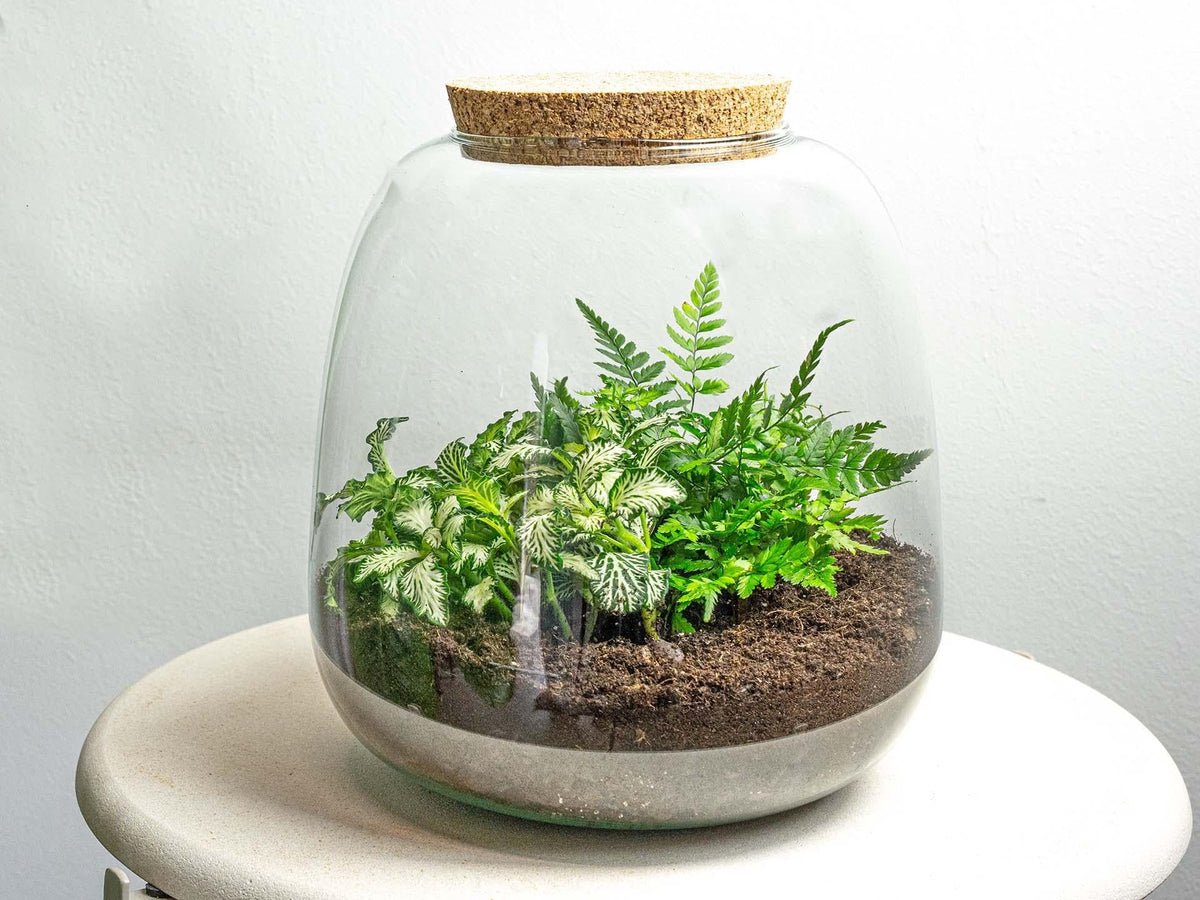 Flaschengarten Terrarium Emma Mini DIY Bausatz – Ø19cm x ↑20cm – Pflanzenterrarium mit Fittonia White Tiger & Farn – Nachhaltiger Mini-Dschungel für Zuhause & Büro 
