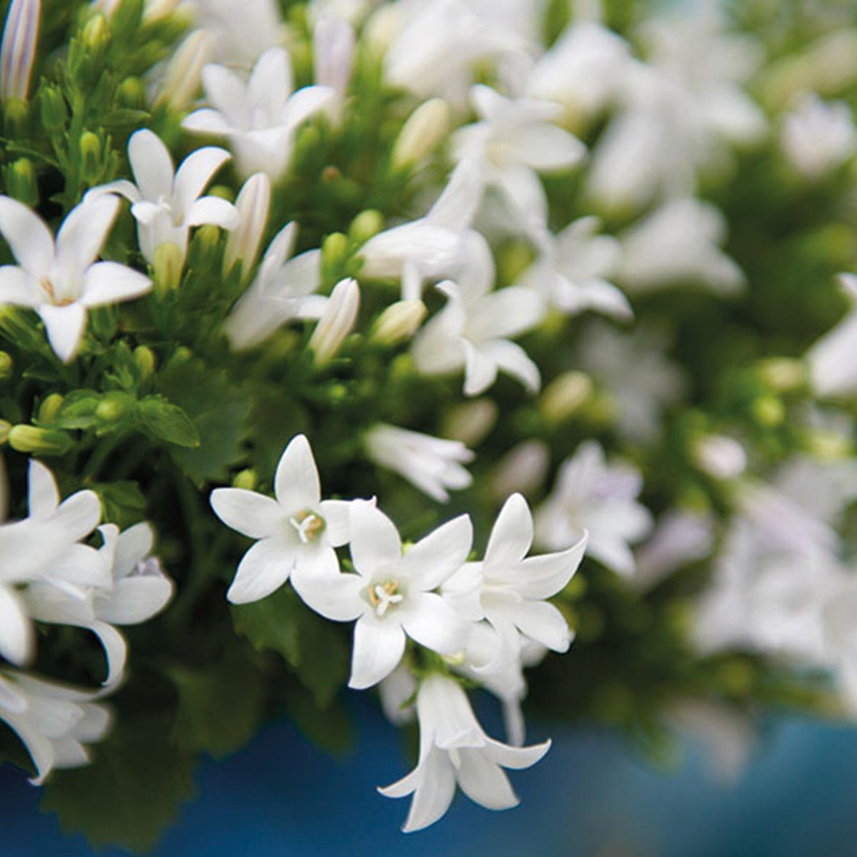Campanula Addenda Ambella weiß - Baumwollschale mit Campanula mit Bewässerungssystem - 3 Stück - Glockenblume weiß - Topfgröße 12cm 