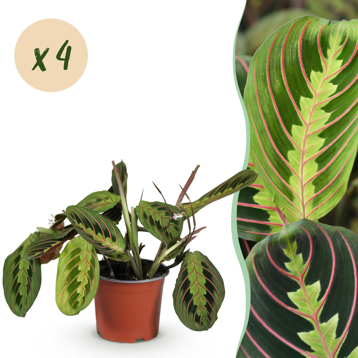 Maranta Fascinator Tricolour Gebetspflanze Pfeilwurz – Grün mit roten Adern – 2 Pflanzen im Set – Topf 12cm – Höhe 30-35cm