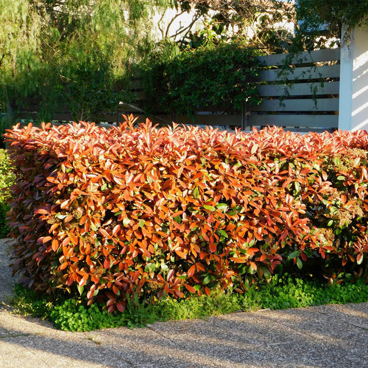 Frasers Glanzmispel - Photinia fraseri Red Robin - grün rot - 6 Pflanzen - Heckenpflanze - 1 laufender Meter - immergrün - Topf 17cm Höhe 55cm 