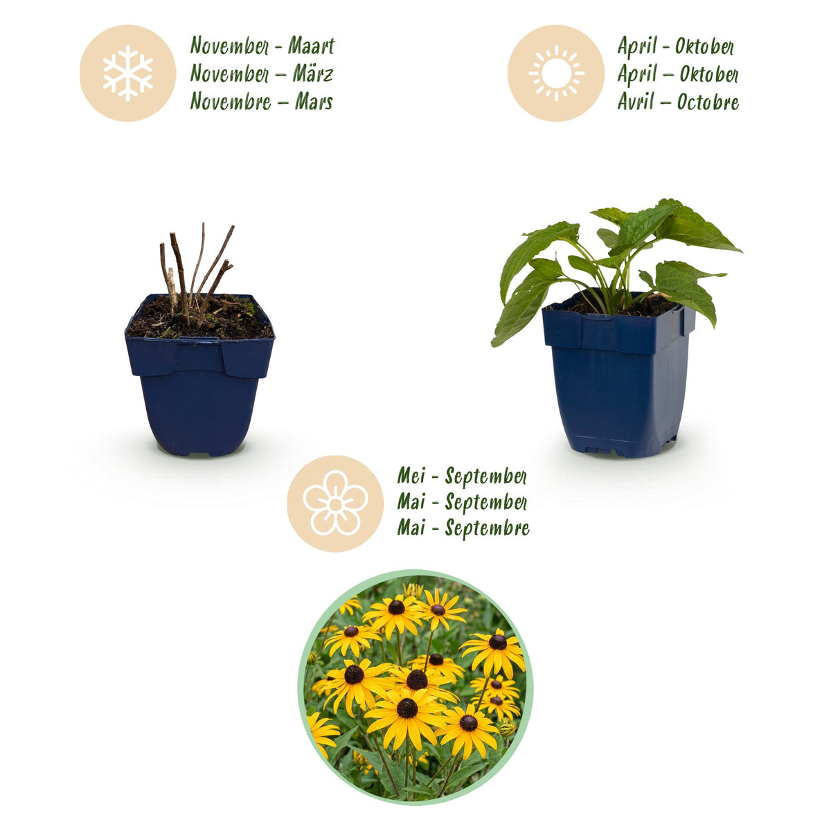 Sonnenhut 'Goldsturm' – Rudbeckia fulgida 'Goldsturm' – Topf Ø11cm – Ansicht 4