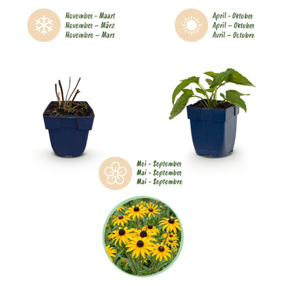 Sonnenhut 'Goldsturm' – Rudbeckia fulgida 'Goldsturm' – Topf Ø11cm – Ansicht 4