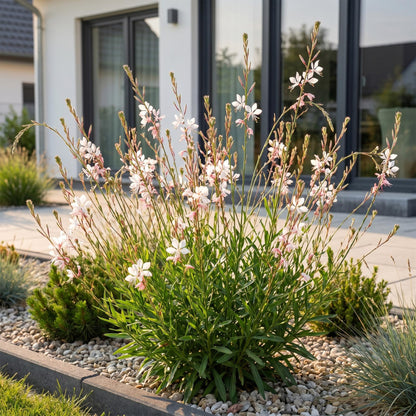 Prachtkerze 'Whirling Butterflies' – Gaura lindheimeri 'Whirling Butterflies' – 6 Pflanzen – Topf Ø11cm – Ansicht 6