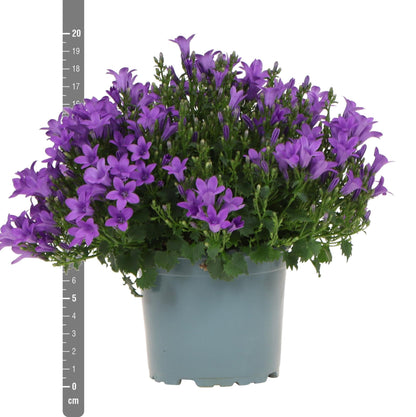 Campanula Addenda Ambella lila 6er Set – Glockenblume violett Topfgröße 12cm – winterhart, lang blühend – Ansicht 18
