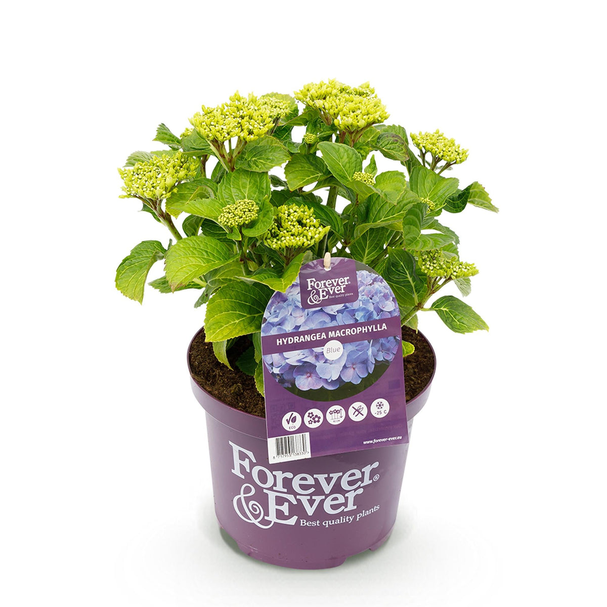 Hortensie Forever & Ever – Hydrangea macrophylla – Blau – Balkonpflanze – 7–12 Blüten – Im 23 cm Topf – Ca. 55 cm hoch – Für Terrasse, Balkon & Beet – Langanhaltende Blüte – Pflegeleicht 