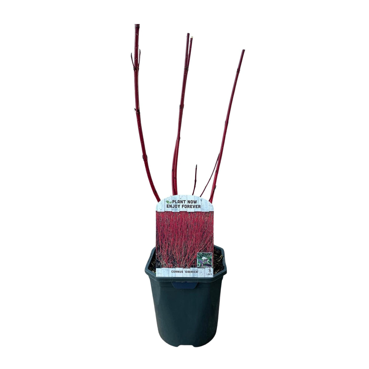 Rotholz-Hartriegel – Cornus alba 'Sibirica' – Ø17cm – ca. 45cm hoch – Zierstrauch mit roten Zweigen – Winterhart & pflegeleicht – Für Hecken & Einzelstellung – Bienenfreundlich 