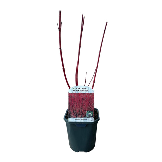 Rotholz-Hartriegel – Cornus alba 'Sibirica' – Ø17cm – ca. 45cm hoch – Zierstrauch mit roten Zweigen – Winterhart & pflegeleicht – Für Hecken & Einzelstellung – Bienenfreundlich 