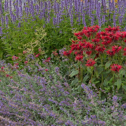 Staudenset – Duftend – 6 verschiedene Duftstauden – Für 1 m² Beet – Bienenfreundlich – Pflegeleicht – Blüten in verschiedenen Farben – Ø11 cm
