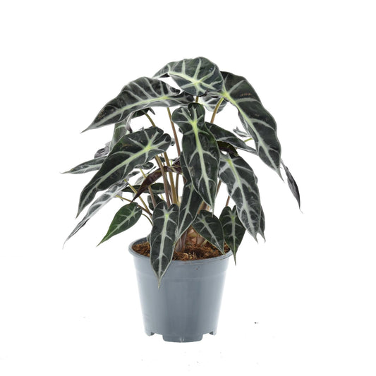 Alocasia Bambino Arrow – Zimmerpflanze – Ø14cm – ca. 40cm hoch – Exotische Pfeilblattpflanze – Kompakt & dekorativ – Für helle Innenbereiche 