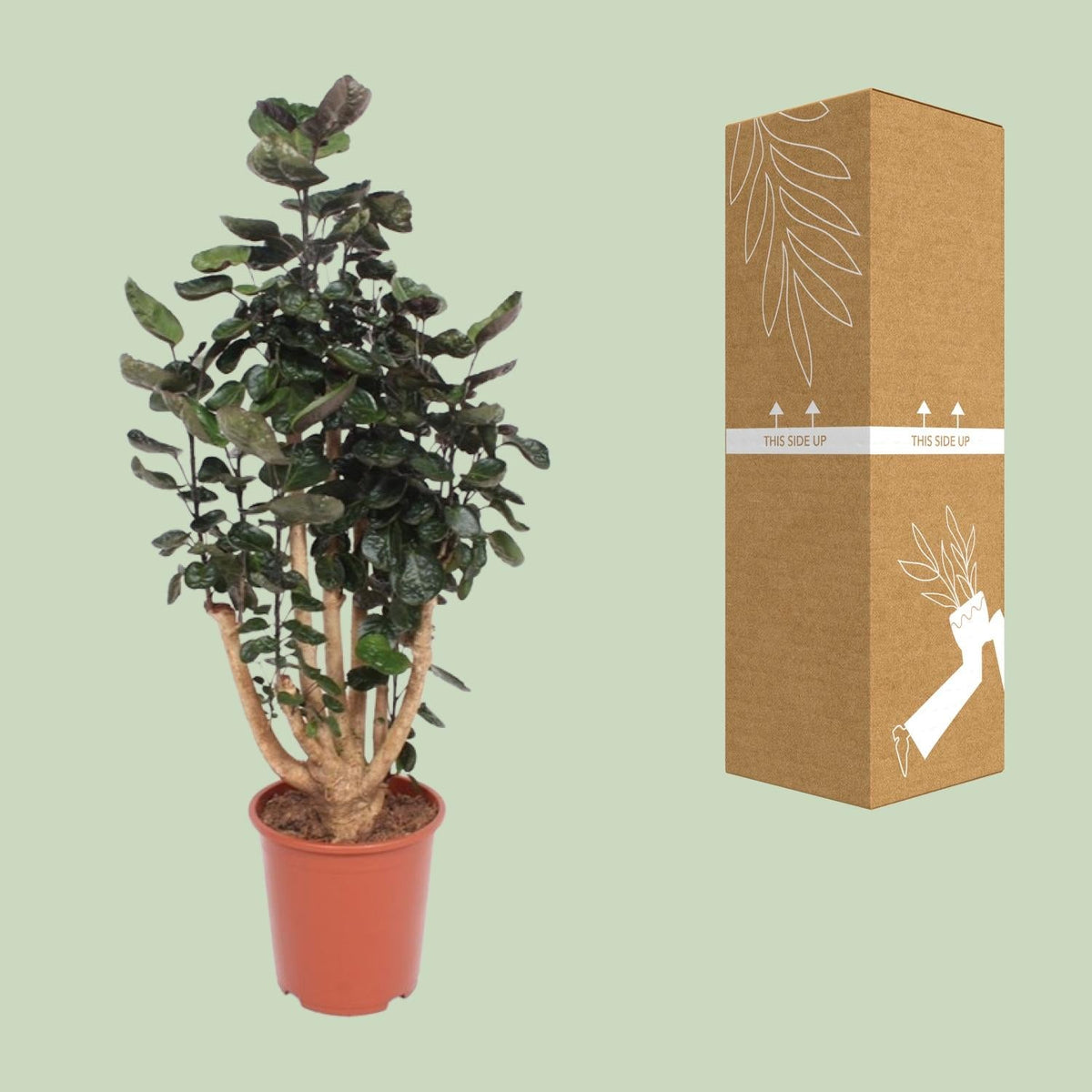 Polyscias Fabian - Ø27cm - ↕130cm 