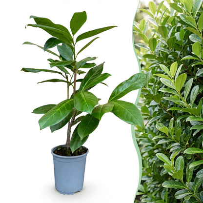 Kirschlorbeer 'Rotundifolia' – Prunus laurocerasus 'Rotundifolia' – 16 Heckenpflanzen – Topf Ø9cm – Ansicht 3