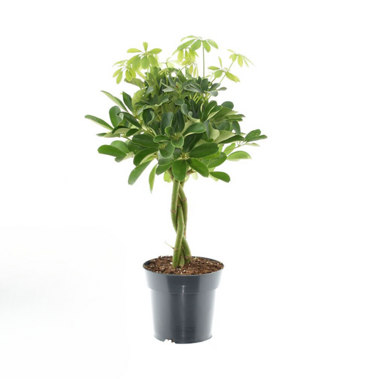 Schefflera Compacta 'Nora' – Zimmerpflanze – Ø17cm – ↕60cm – Kompakte Strahlenaralie – Pflegeleicht & luftreinigend – Für Zuhause & Büro 