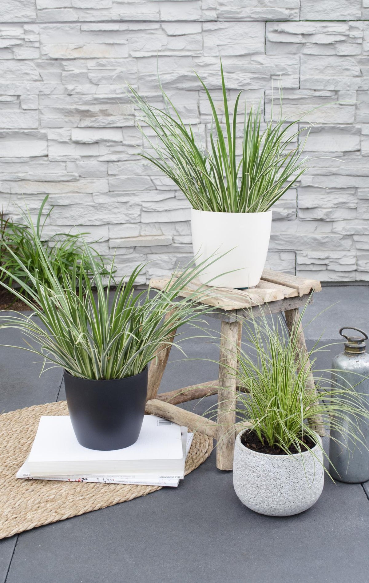 Acorus gramineus 'Argenteostriatus' – Immergrünes Ziergras mit gelbgrünen Streifen – Ø14 cm Topf – Ca. 30 cm hoch – Ideal für feuchte Standorte & Uferbereiche 