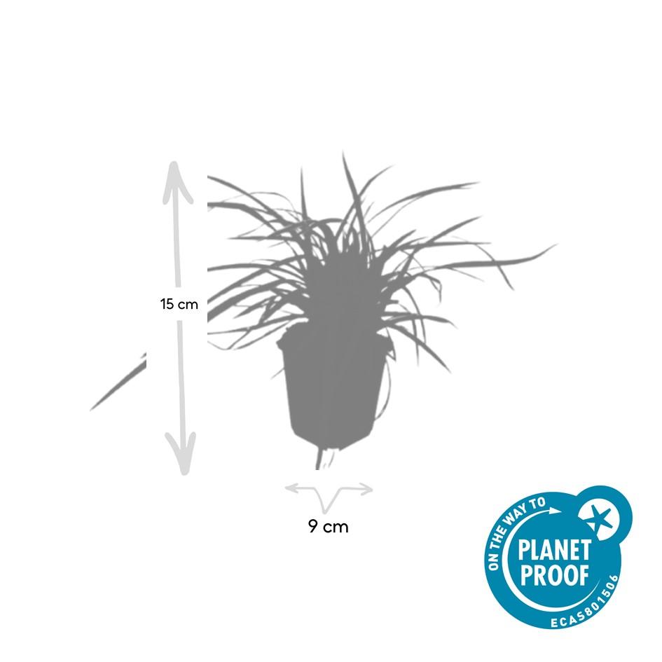 Goldrand Segge Carex morrowii 'Aureovariegata' – ↕10-25cm – Ø9cm – 6 Pflanzen – Immergrünes Ziergras & Bodendecker – Winterhart & pflegeleicht 