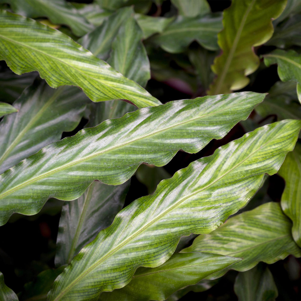 Samt-Korbmarante Calathea rufibarba, Topf Ø17cm – Ansicht 5