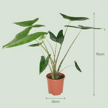 Green boutiQ - Zimmerpflanze - Elefantenohr - Alocasia Zebrina - Grün - Pflegeleicht - 1 Pflanze - mit Potter Grau - Topf 21 cm - Höhe 70 - 75 cm 