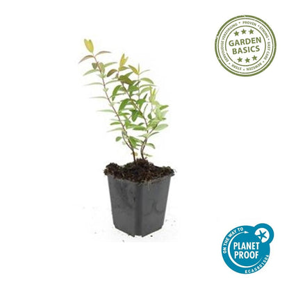 Hypericum Hidcote – Großblumiges Johanniskraut – 6 Pflanzen Ø9cm – Höhe 10–25cm – Immergrüner Strauch mit gelben Blüten – Pflegeleicht, winterhart & bienenfreundlich 