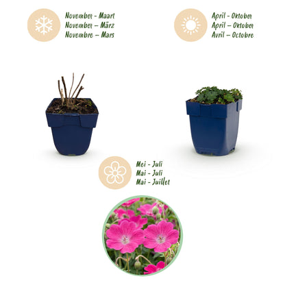 Storchschnabel 'Max Frei' – Geranium sanguineum 'Max Frei' – 3 Pflanzen – Topf Ø11cm – Ansicht 4
