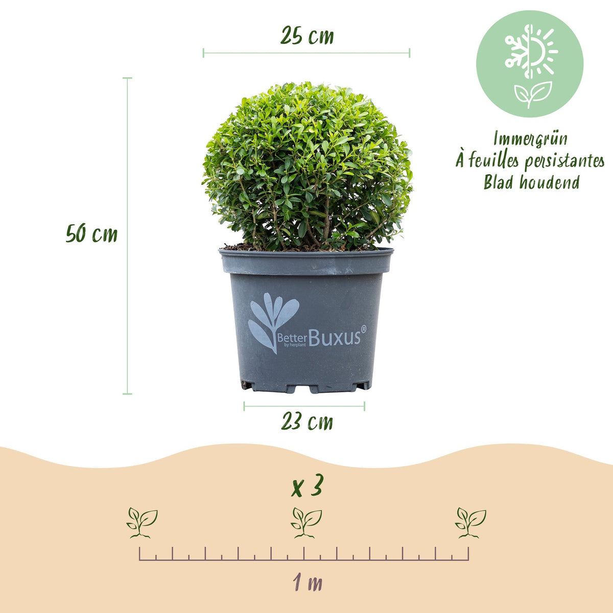 GreenboutiQ - Buxus Kugel - BetterBuxus Skylight - Widerstandsfähig gegen die Buxuskrankheit - 1 Pflanze - Topf 23cm Kugel 25cm 
