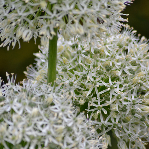 Allium 'White Giant' – Zierlauch Blumenzwiebeln – 5 Zwiebeln – Riesige weiße Kugelblüten – Winterharte Staude für Beet & Rabatte – XXL-Zwiebeln für sonnige Standorte 