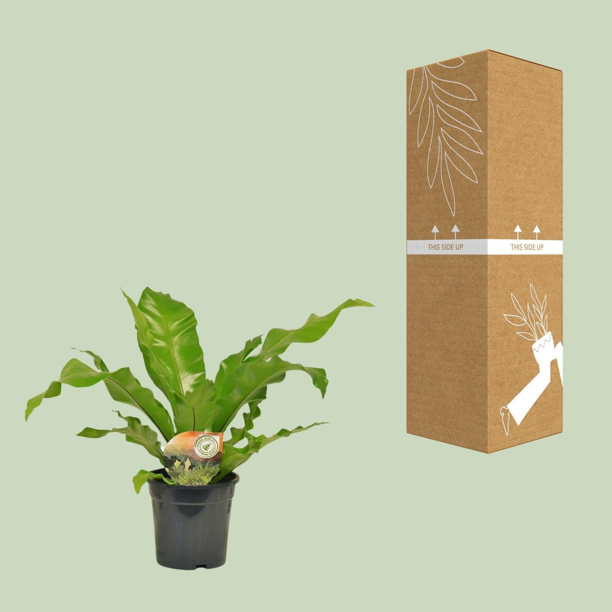 Nestfarn - Asplenium Nidus - Zimmerpflanze - Ø17cm - ↕60cm 