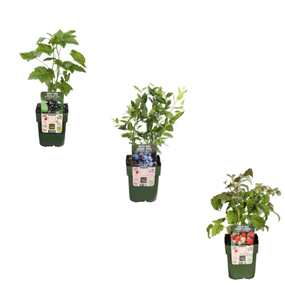 BIO Obstpflanzen – 3 Pflanzen – Himbeere, Blaubeere, Brombeere – 13cm – 20-25cm – Gesund & Lecker – Für Garten, Balkon & Terrasse 