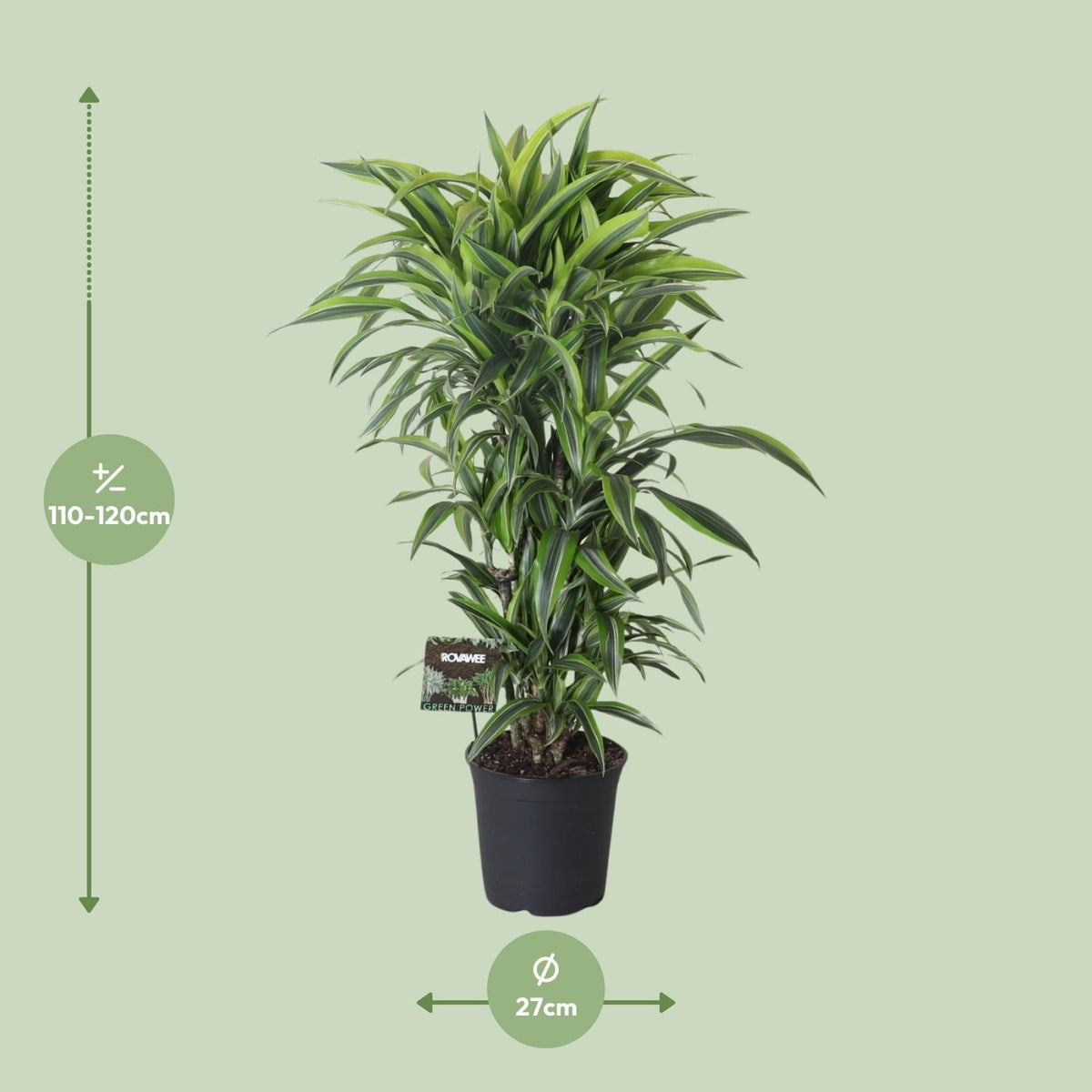 Drachenbaum Dracaena Fragrans 'Lemon Lime' – Zimmerpflanze – Ø27 cm Topf – Ca. 120 cm hoch – Pflegeleichte Grünpflanze mit auffällig grün-gelben Blättern & roten Rändern 