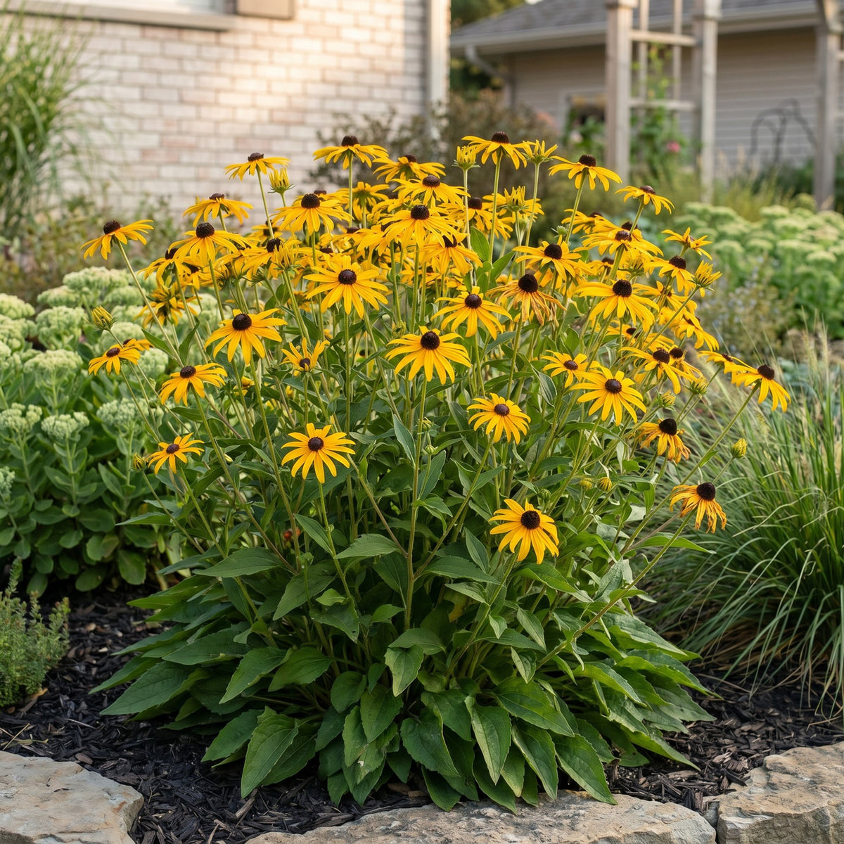 Sonnenhut 'Goldsturm' – Rudbeckia fulgida 'Goldsturm' – Topf Ø11cm – Ansicht 6