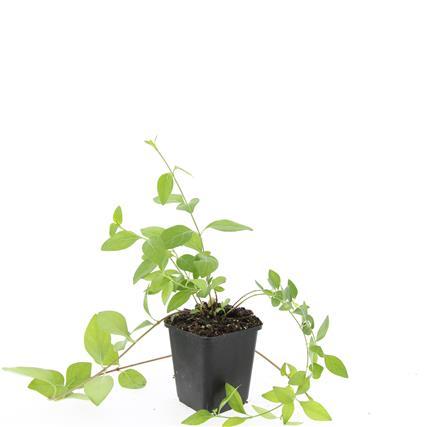 Großblättriges Immergrün Vinca major 'Alba' – Bodendecker – Ø9cm – ↕10-25cm – Weiße Blüten – pflegeleicht – Ansicht 15