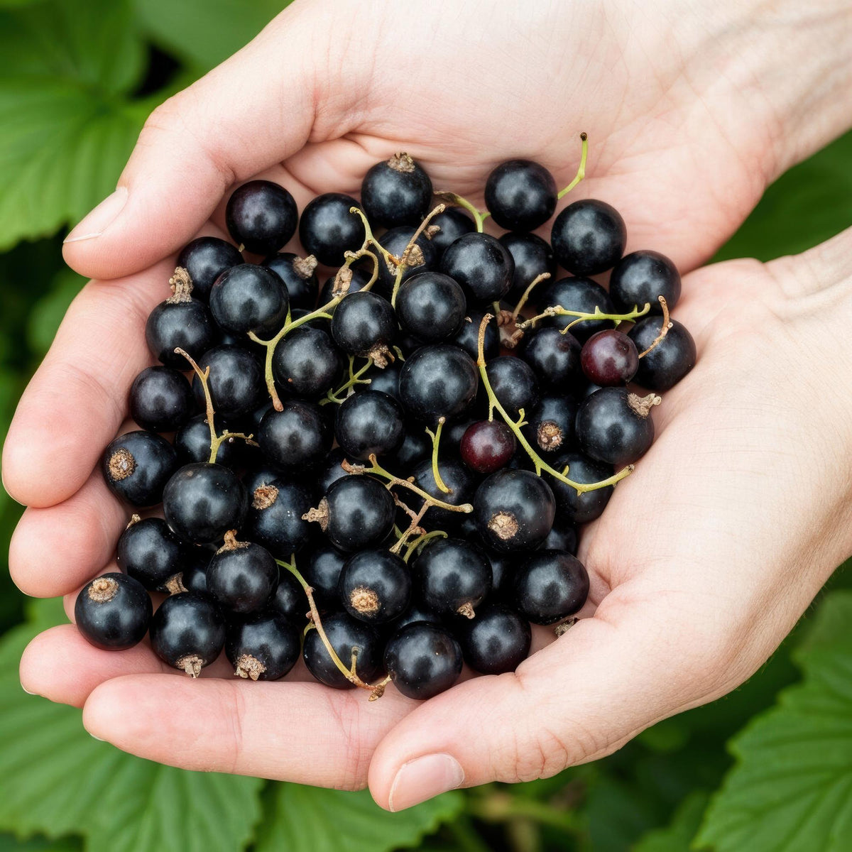 Schwarze Johannisbeere Ribes nigrum Titania winterhart Ø9cm Höhe 30cm – Ansicht 11