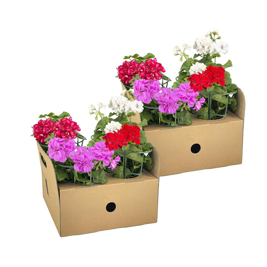 Geranie - Pelargonium peltatum Mix - Ø12 cm - ↕20 cm 